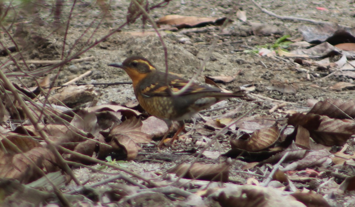 Varied Thrush - ML647039150