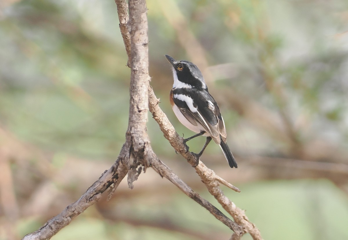 Küçük Batis - ML647039151