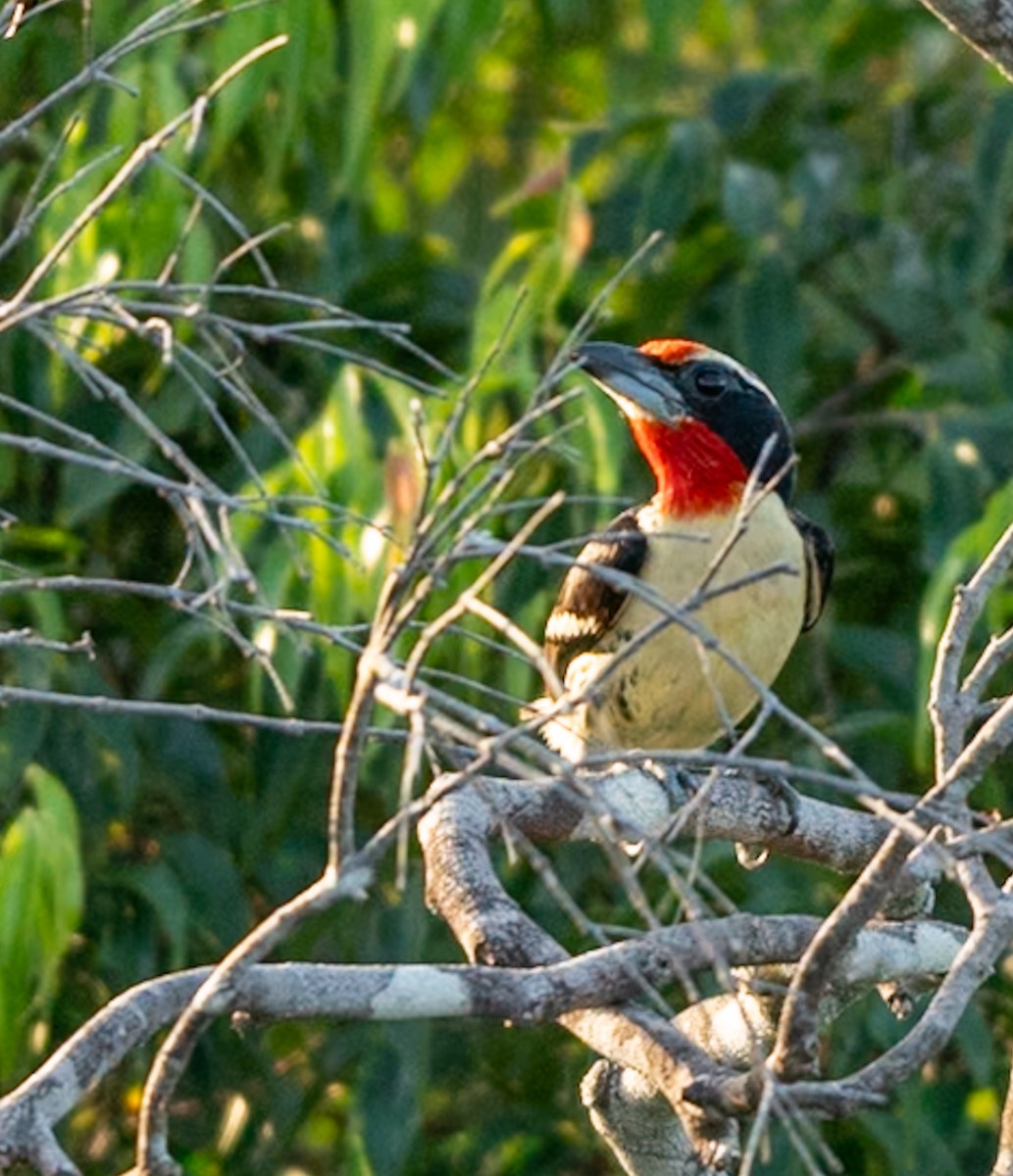 Black-spotted Barbet - ML647039155