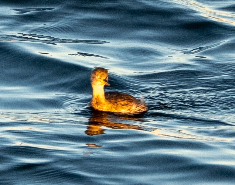 Пірникоза мала - ML647039156