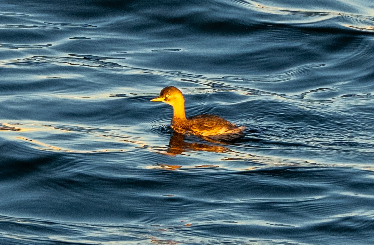 Пірникоза мала - ML647039157