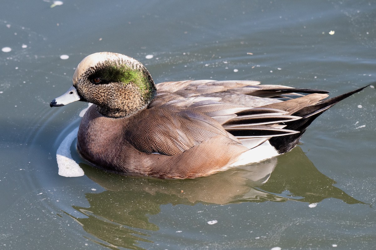 Свищ американський - ML647039165