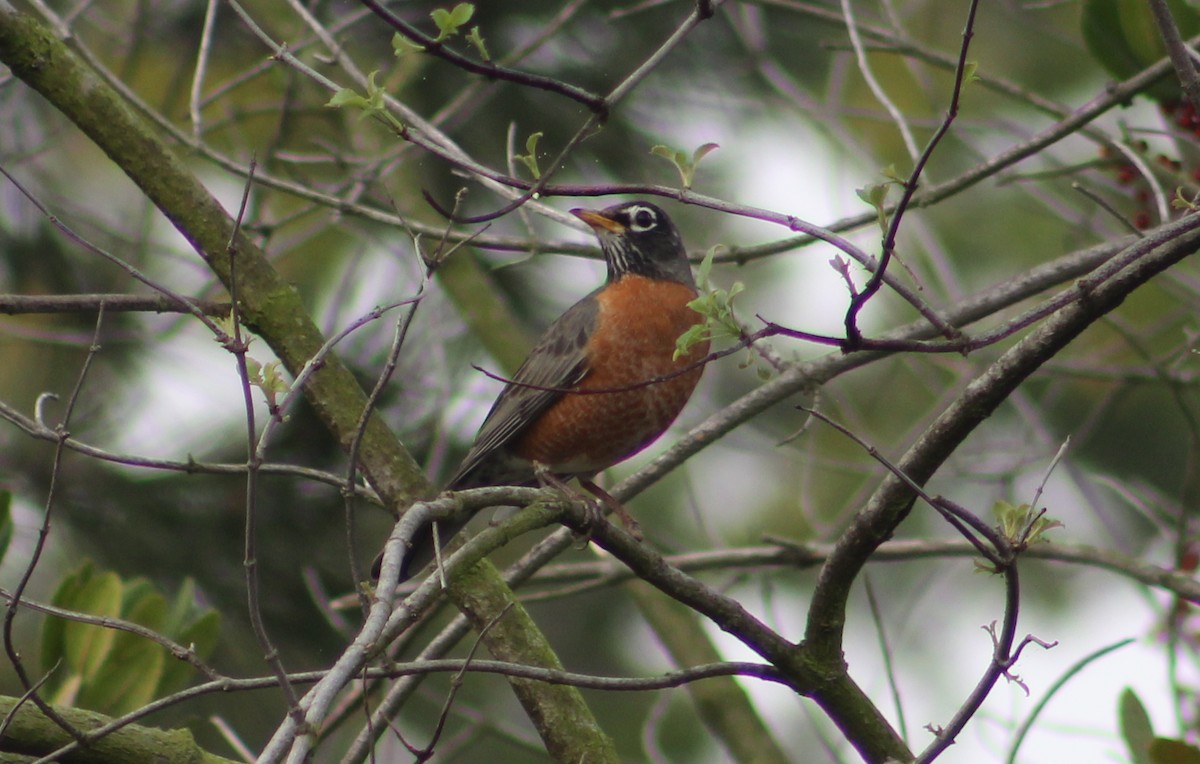 American Robin - ML647039166