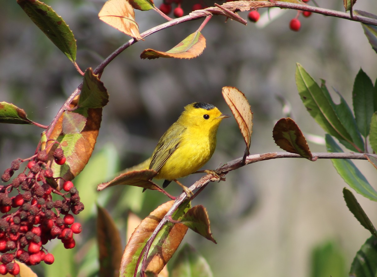 Wilson's Warbler - ML647039172