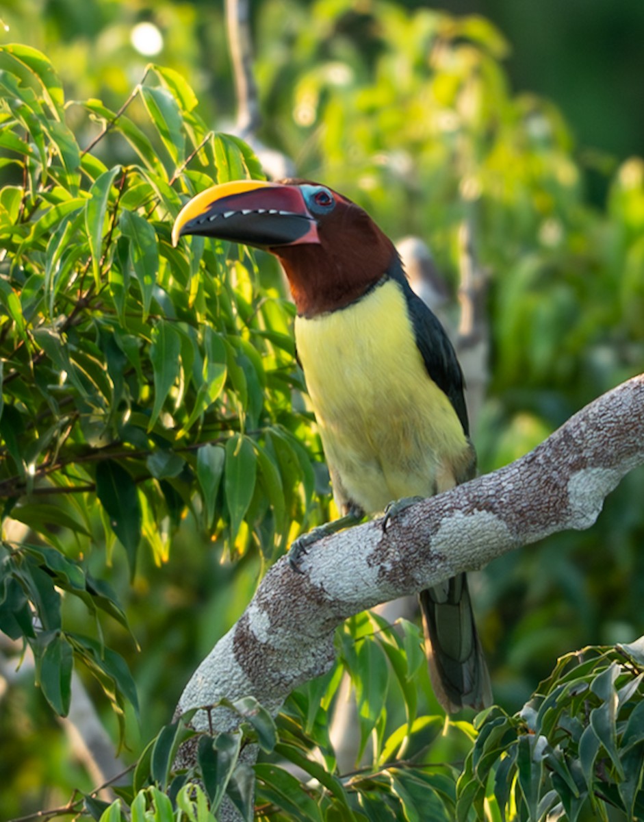 Green Aracari - ML647039176