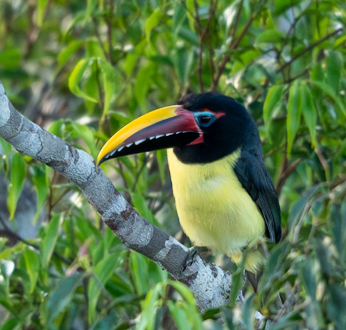 Green Aracari - ML647039177