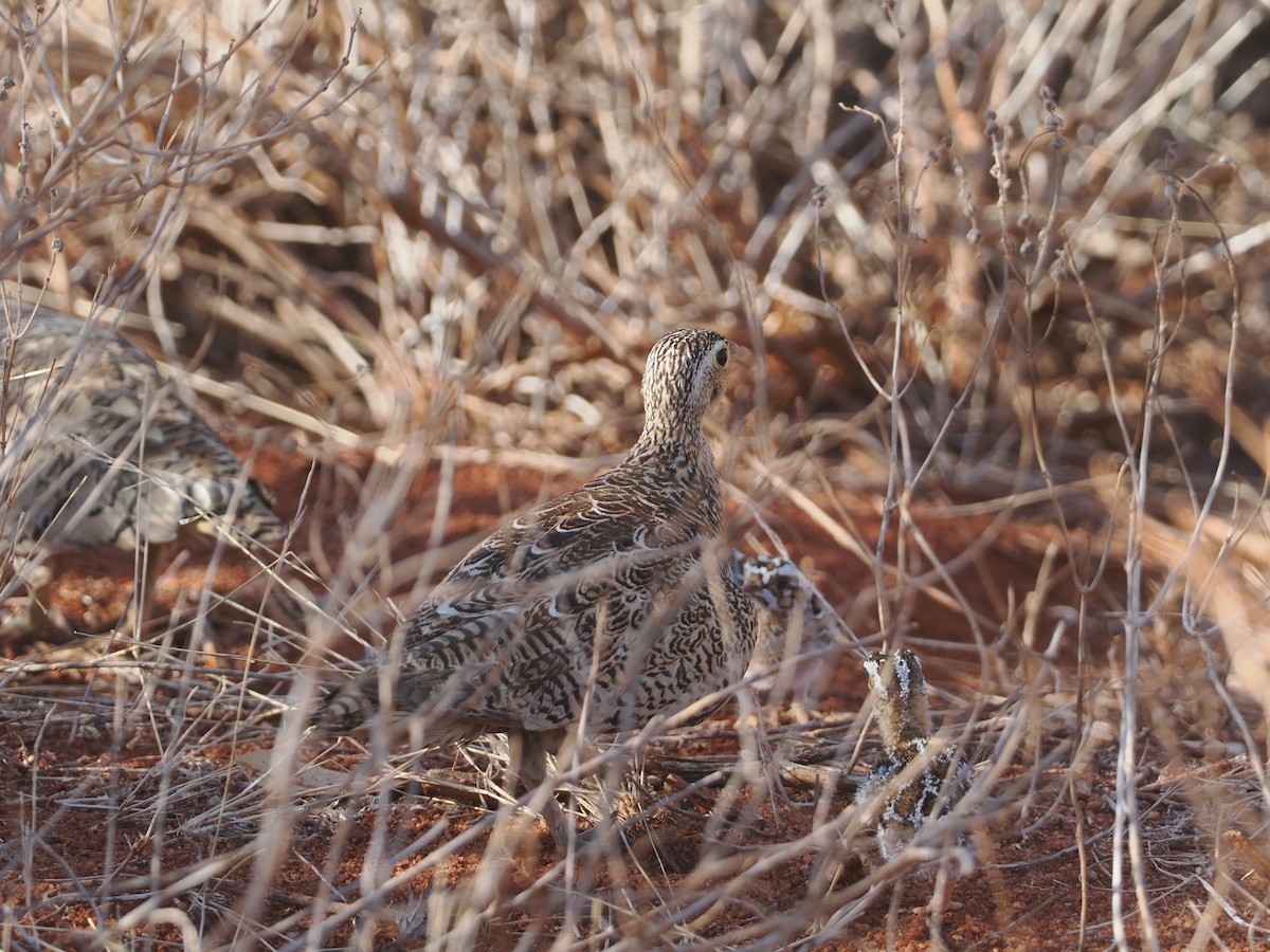 Black-faced Sandgrouse - ML647039181