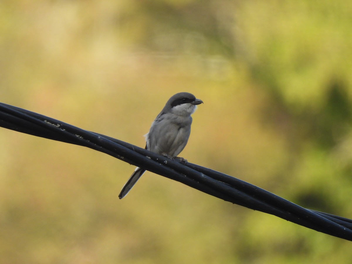 Great Gray Shrike (Sahara) - ML647039183