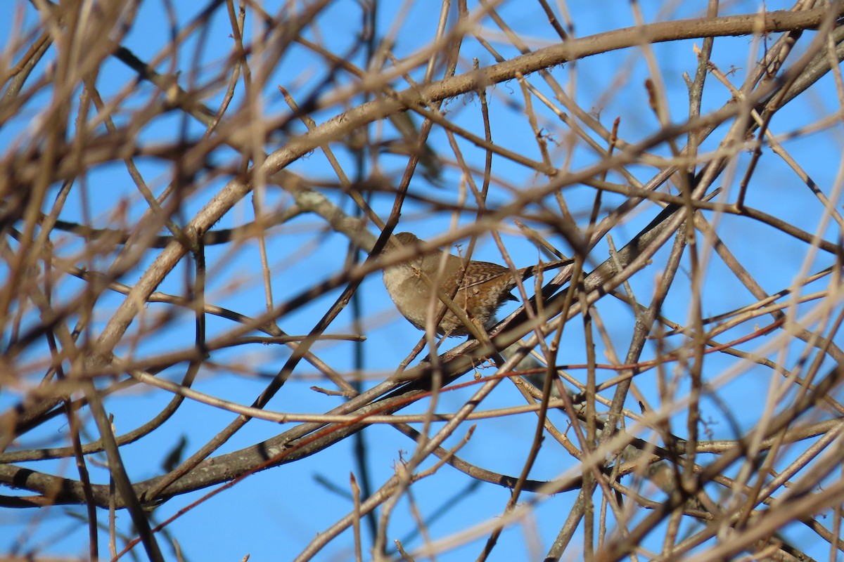 Northern House Wren - ML647039184