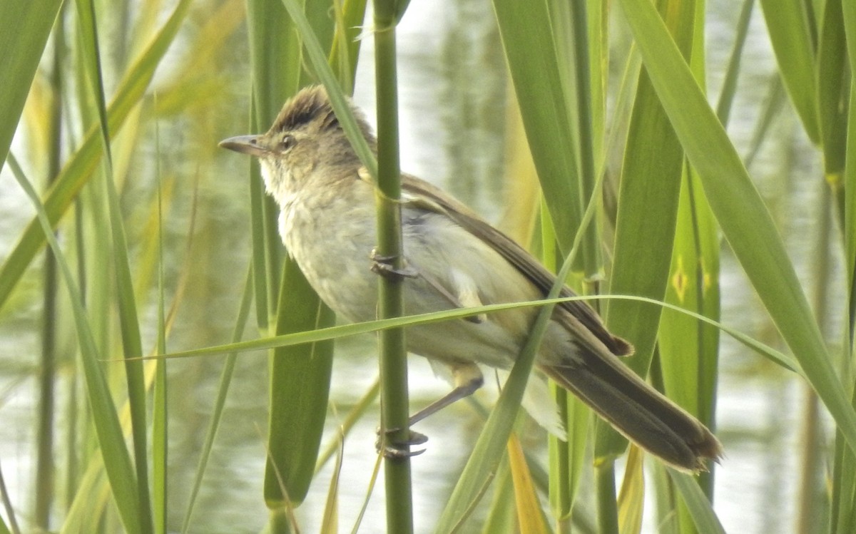 ニシオオヨシキリ - ML647039185