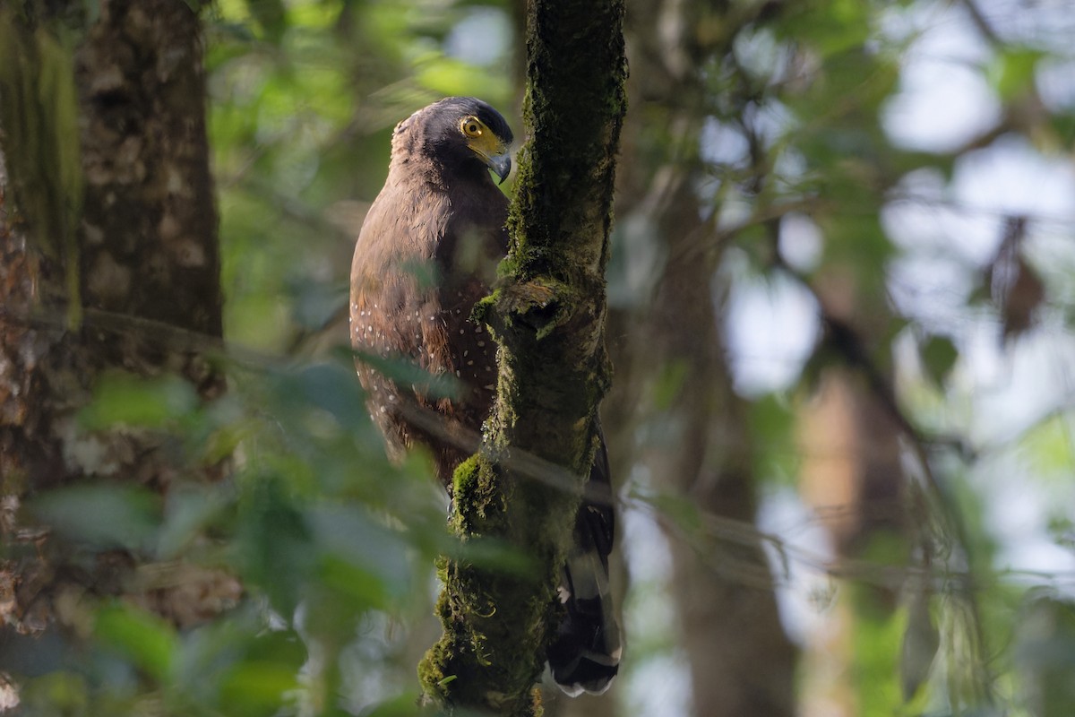 Crested Serpent-Eagle - ML647039187