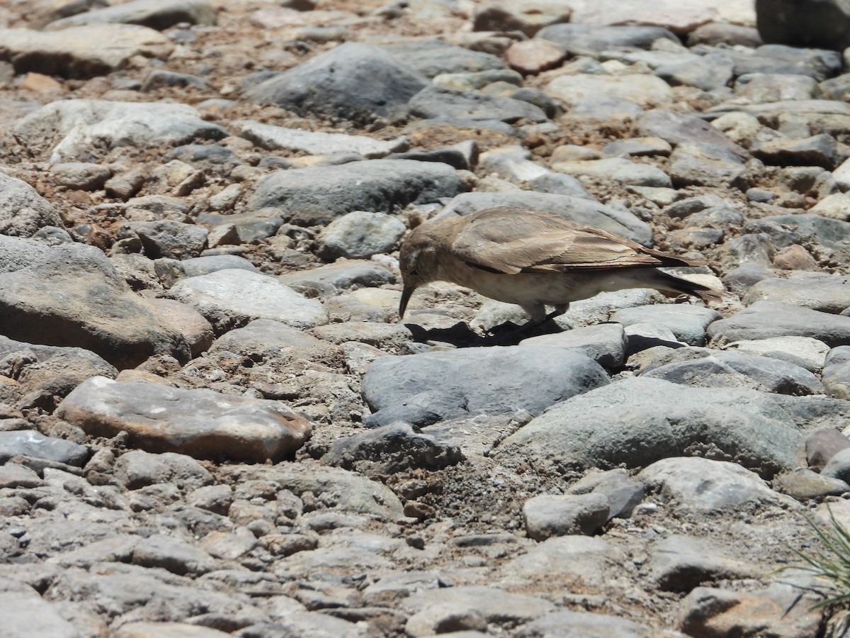 Creamy-rumped Miner - ML647039188