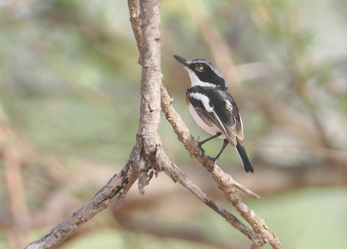 Pygmy Batis - ML647039189