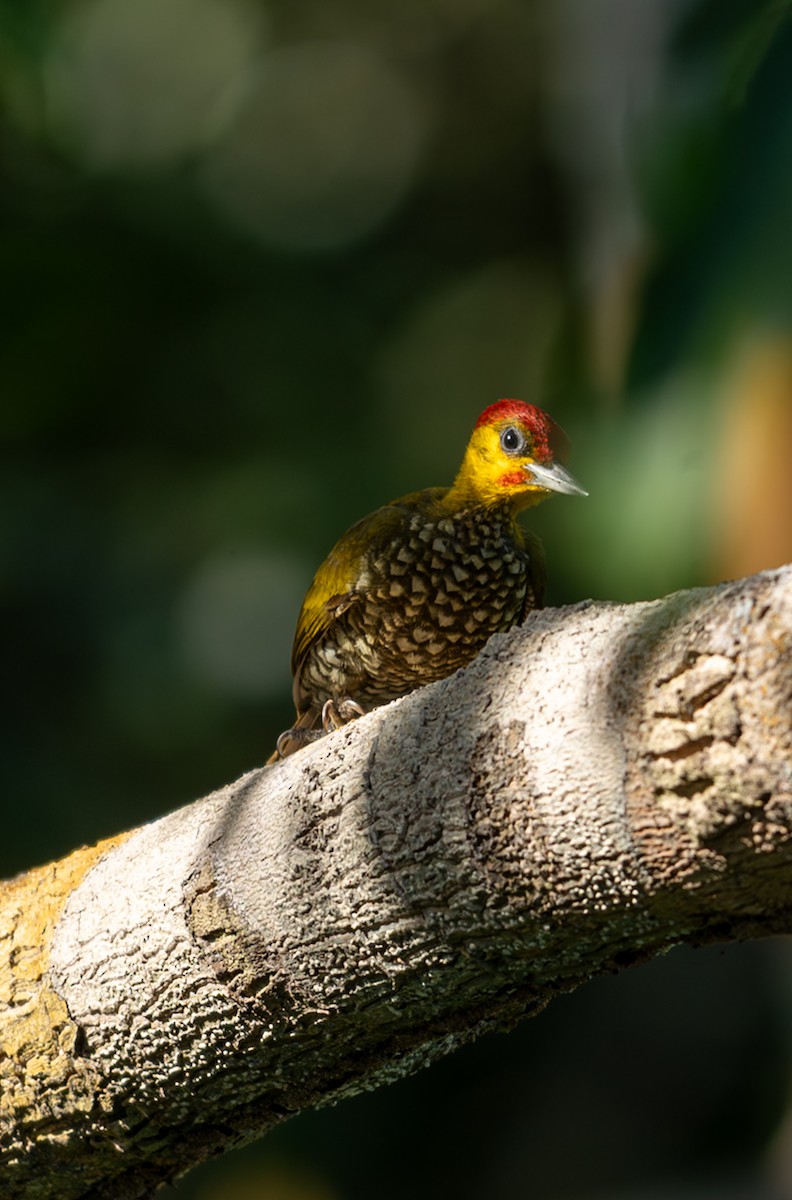 Yellow-throated Woodpecker - ML647039190