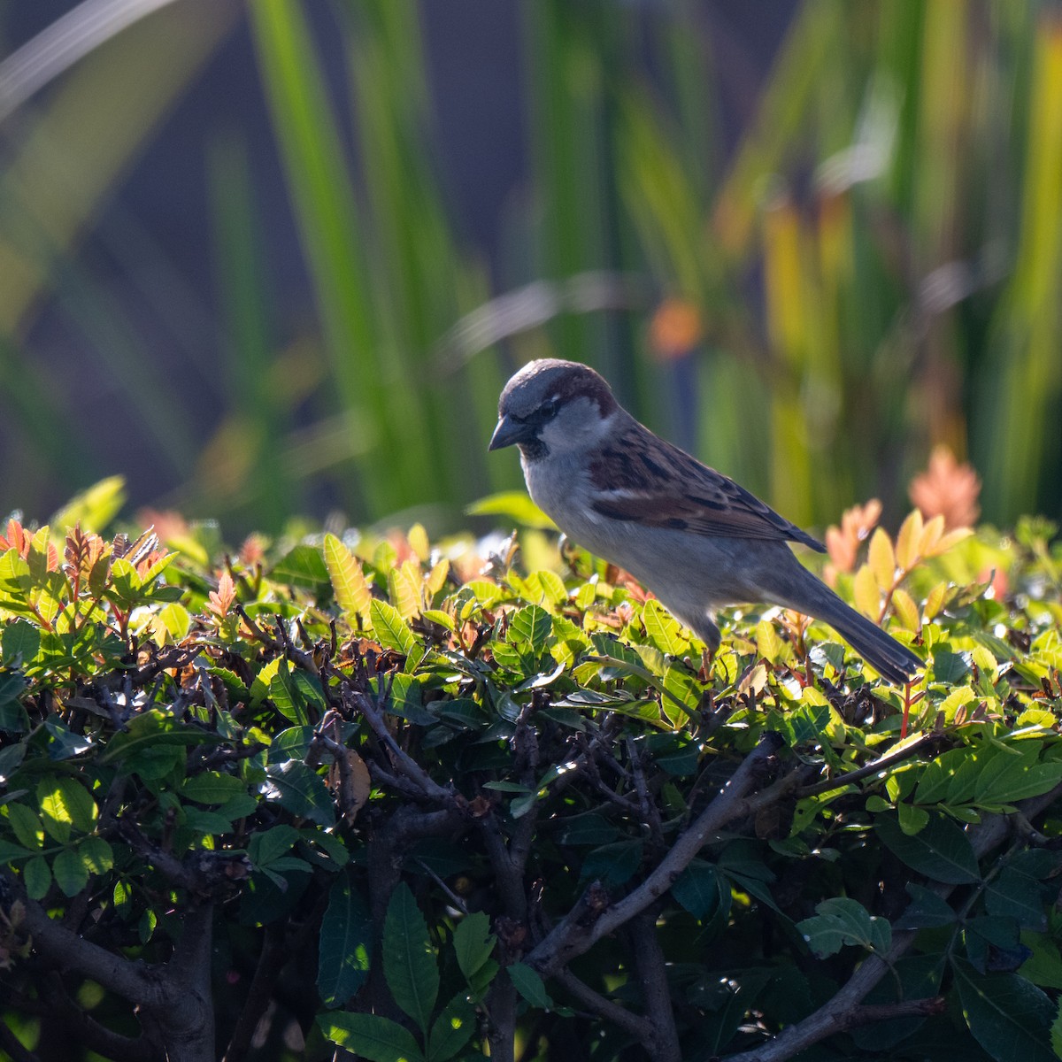 Passera oltremontana - ML647039191