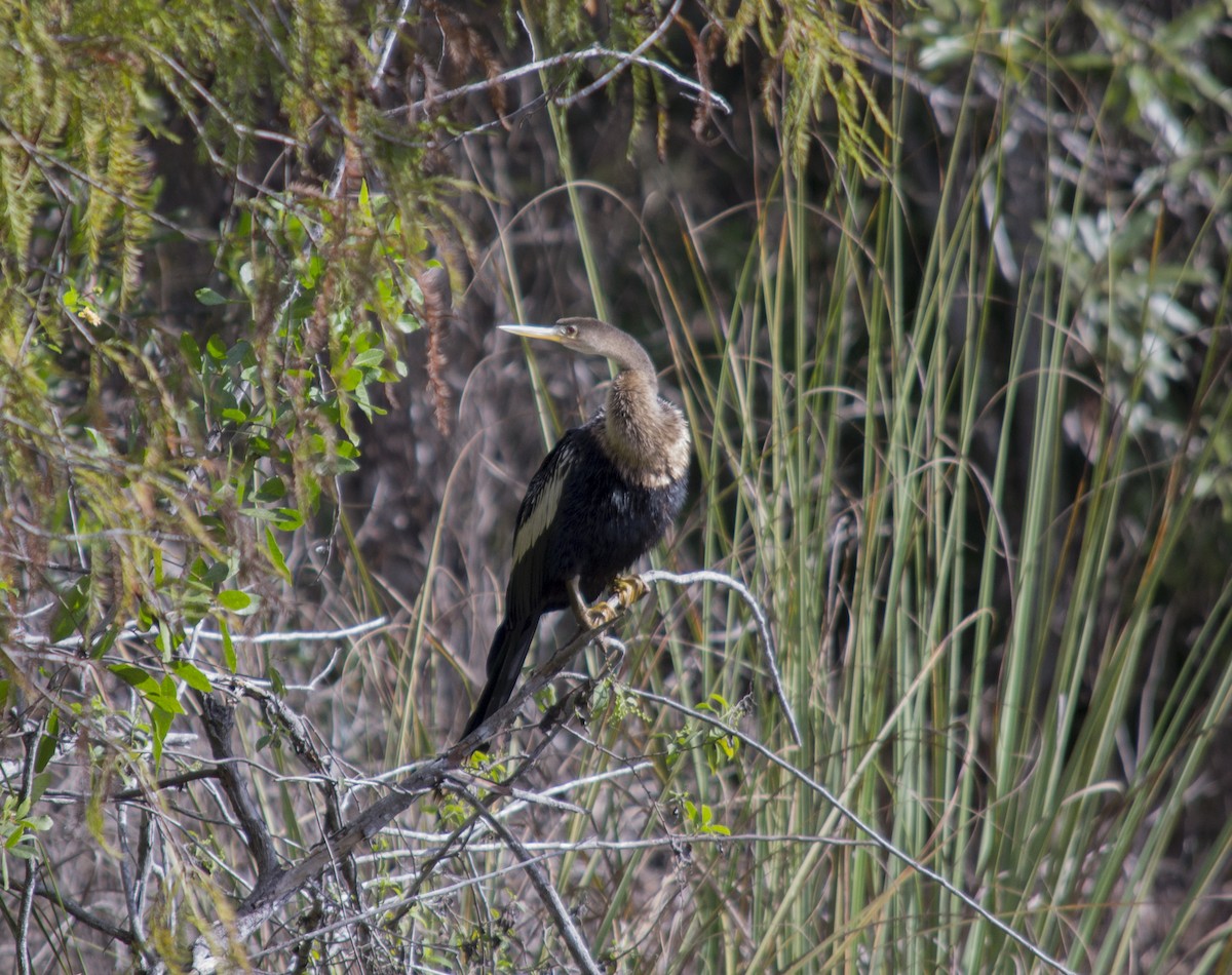 Anhinga - ML647039192