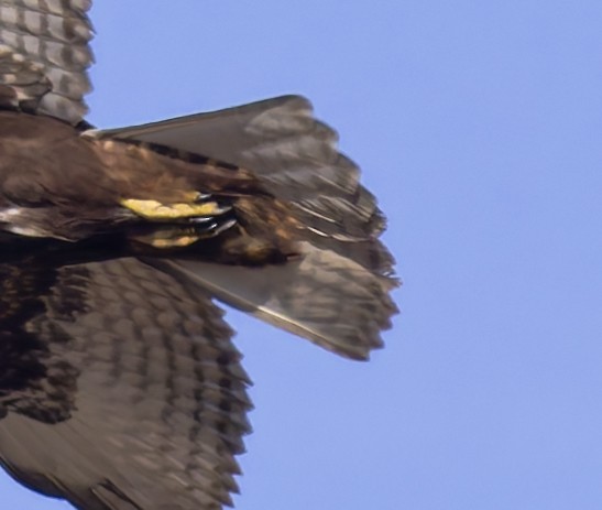 Red-tailed Hawk (calurus/abieticola) - ML647039193