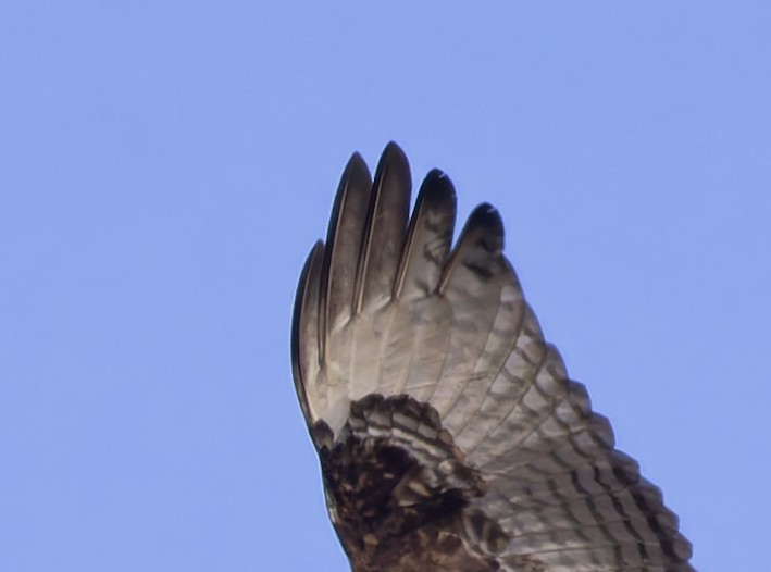 Red-tailed Hawk (calurus/abieticola) - ML647039195