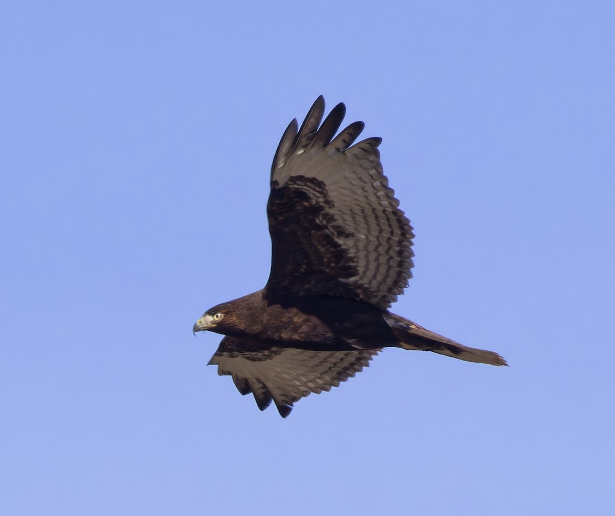Red-tailed Hawk (calurus/abieticola) - ML647039196