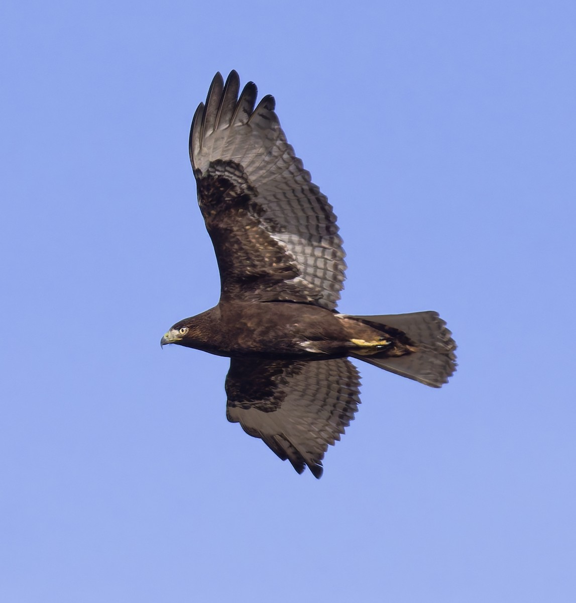 Red-tailed Hawk (calurus/abieticola) - ML647039197