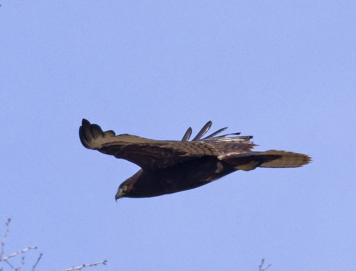 Red-tailed Hawk (calurus/abieticola) - ML647039198