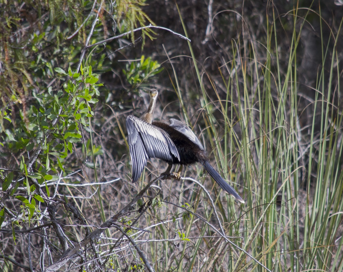 Anhinga - ML647039199