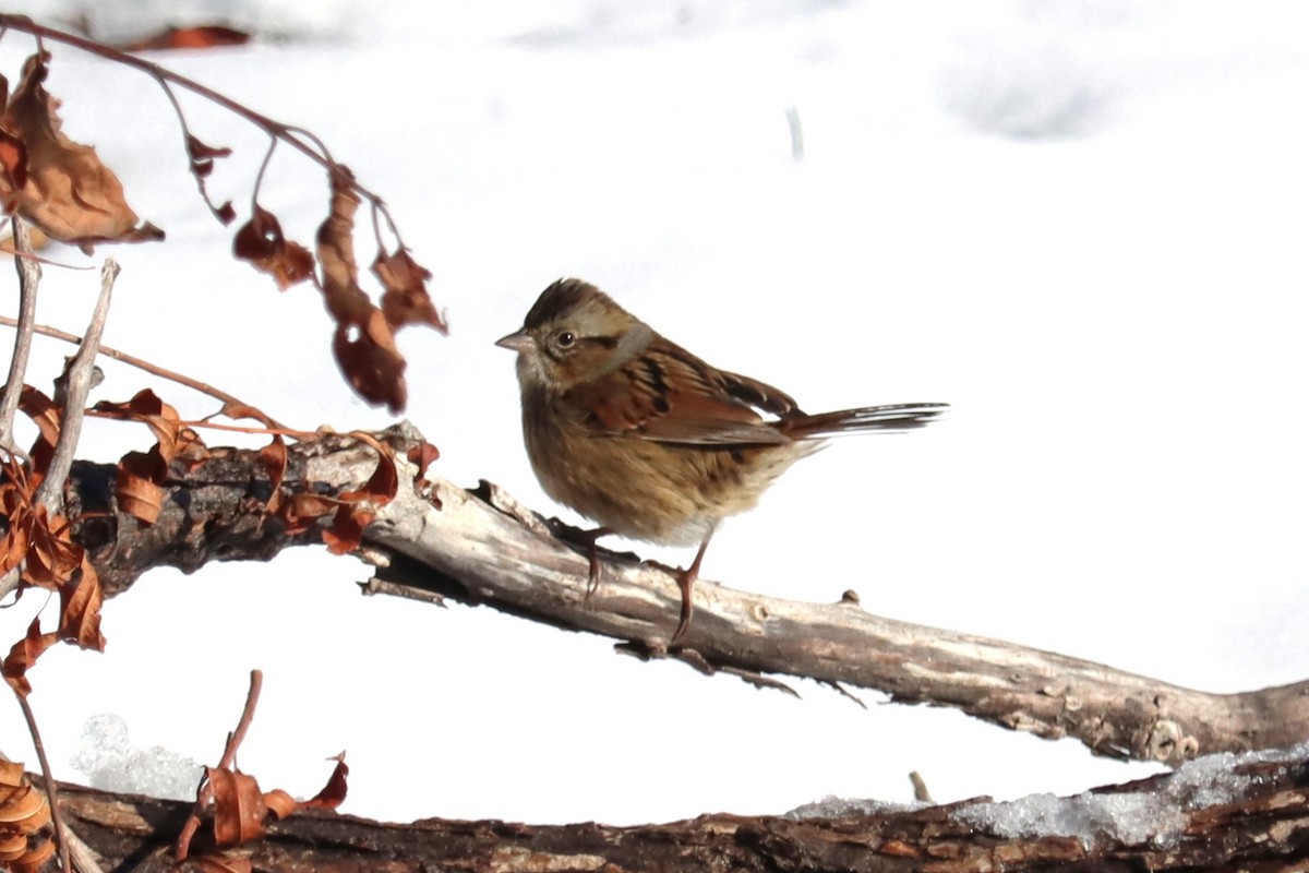 Swamp Sparrow - ML647039200