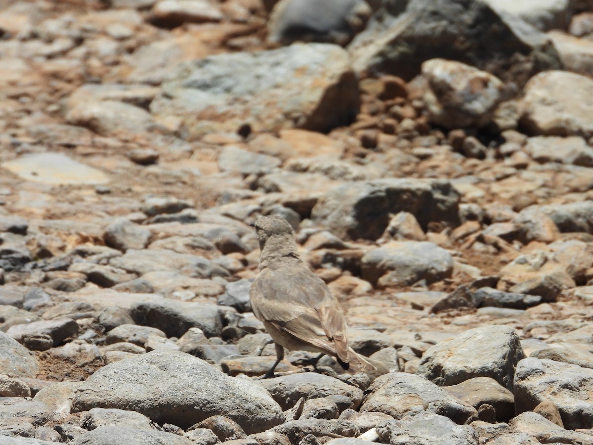 Rufous-banded Miner - ML647039201