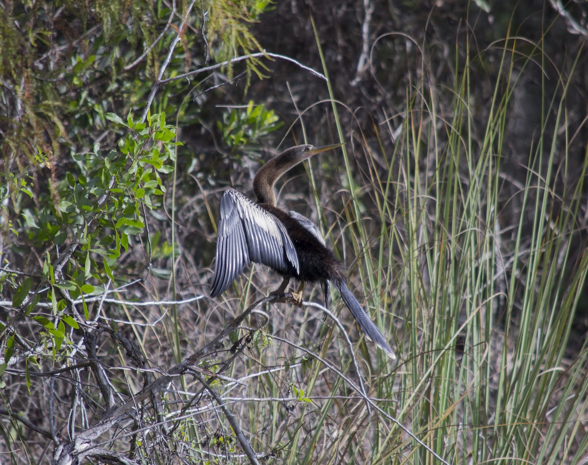 Anhinga - ML647039202