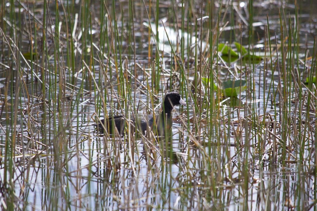 American Coot - ML647039204