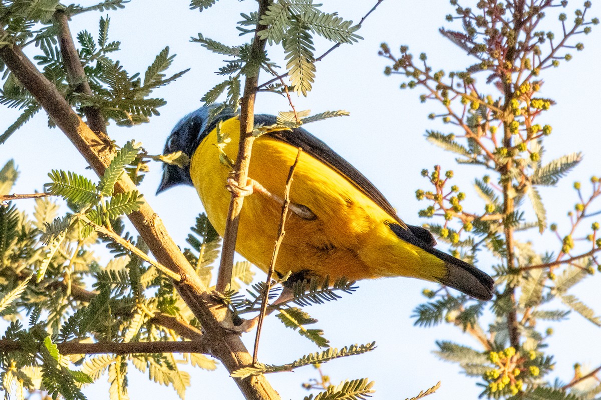 Golden-rumped Euphonia - ML647039205