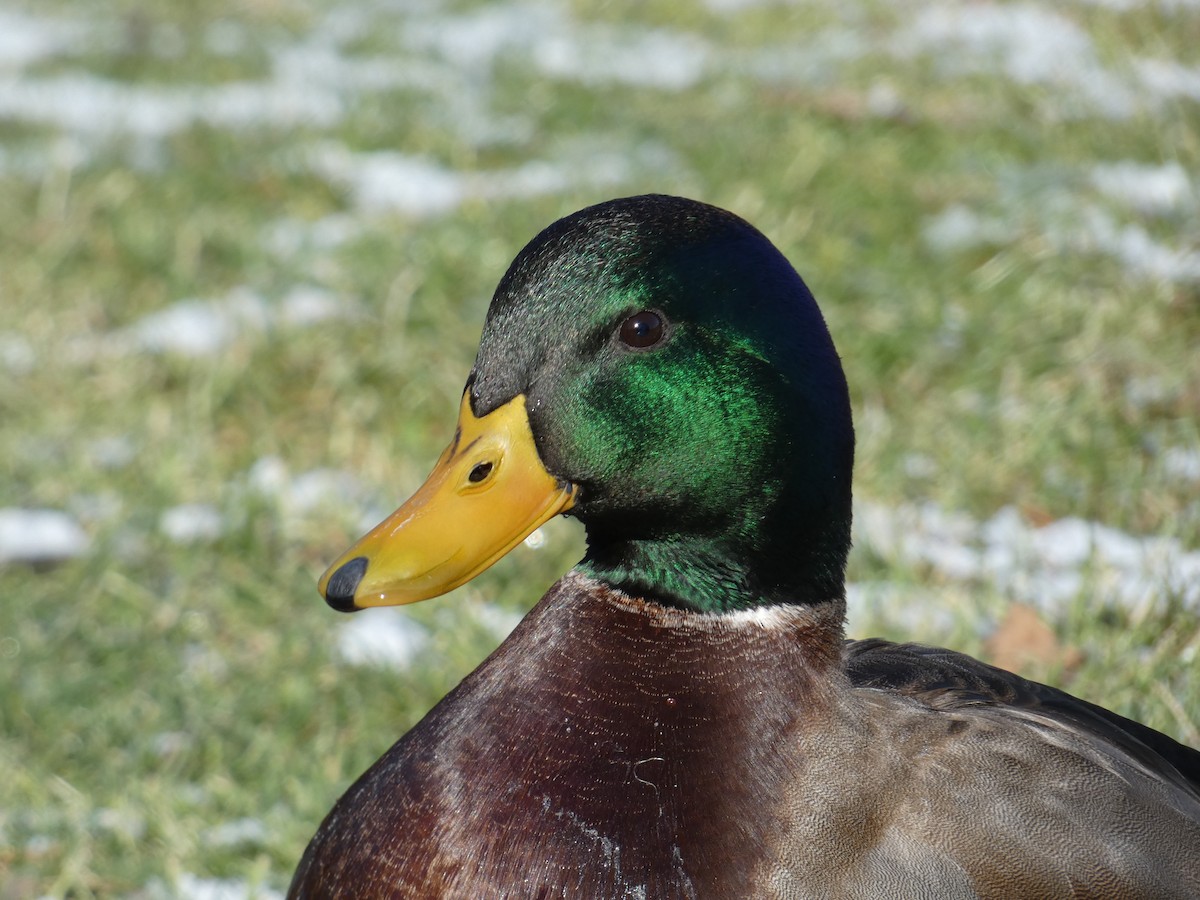 Germano reale - ML647039206