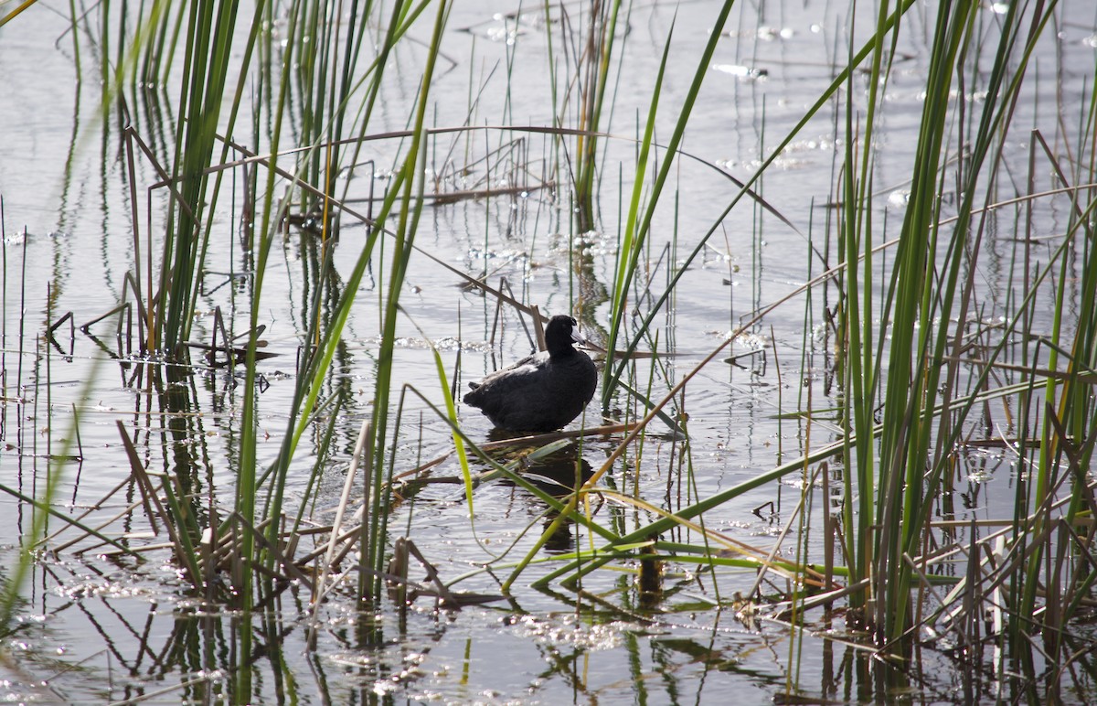 American Coot - ML647039208