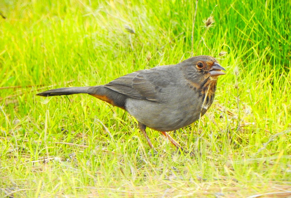 California Towhee - ML647039209