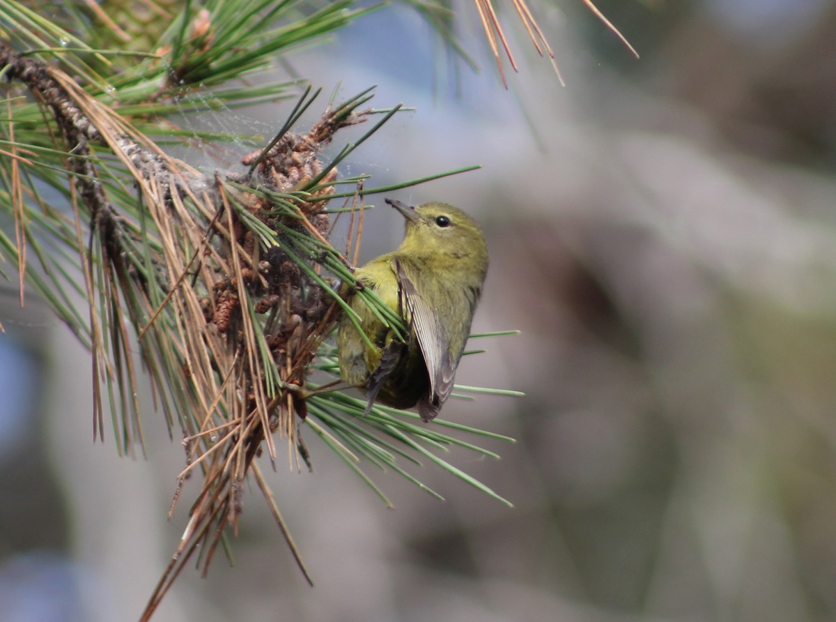Orange-crowned Warbler - ML647039210