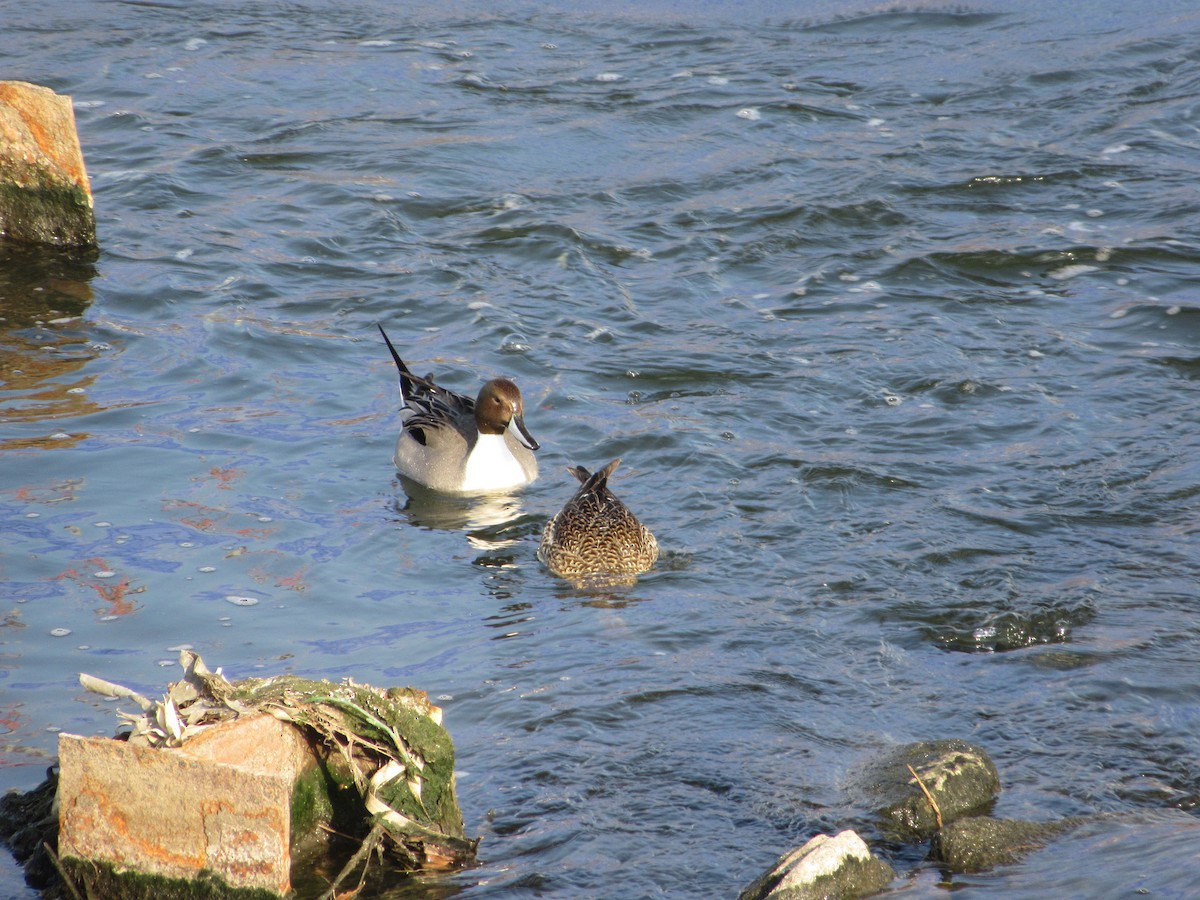 Codone - ML647039211