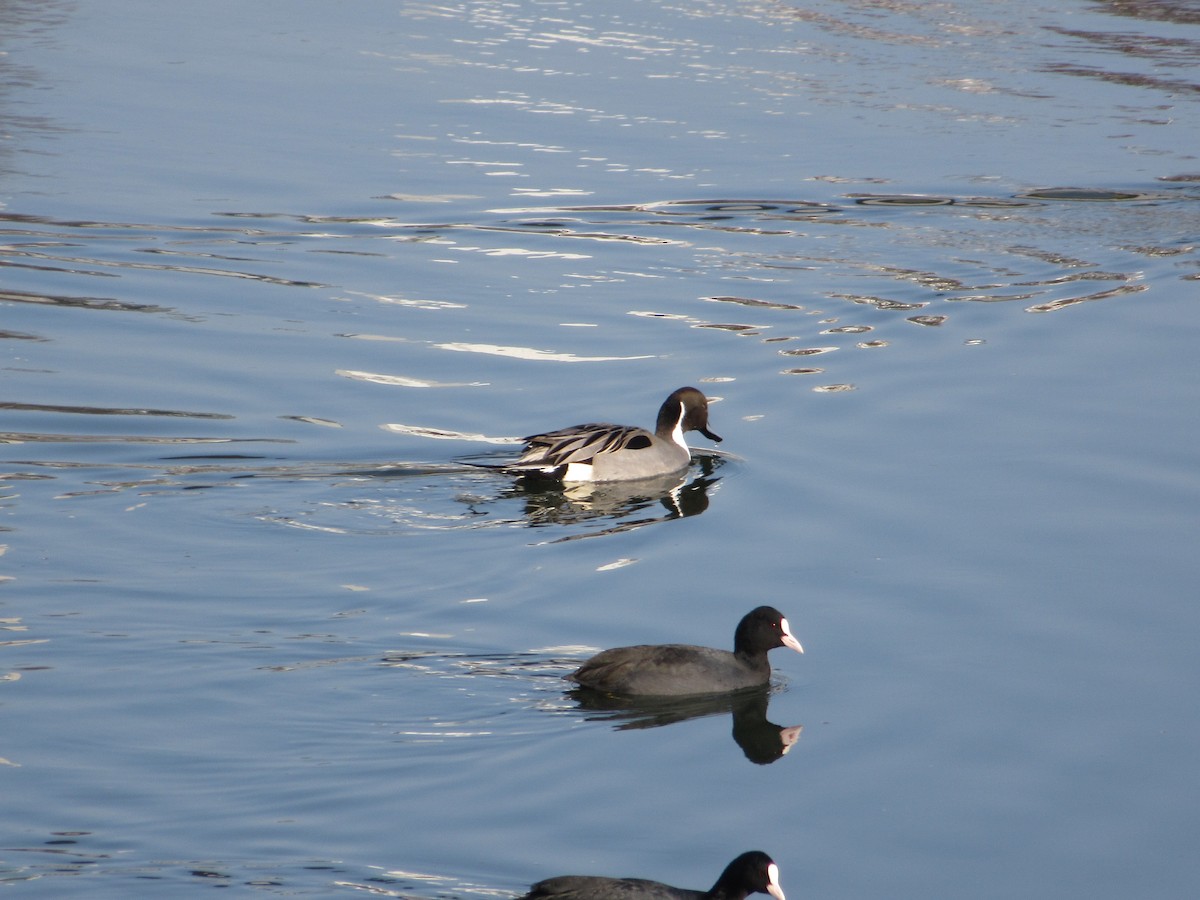 Codone - ML647039212