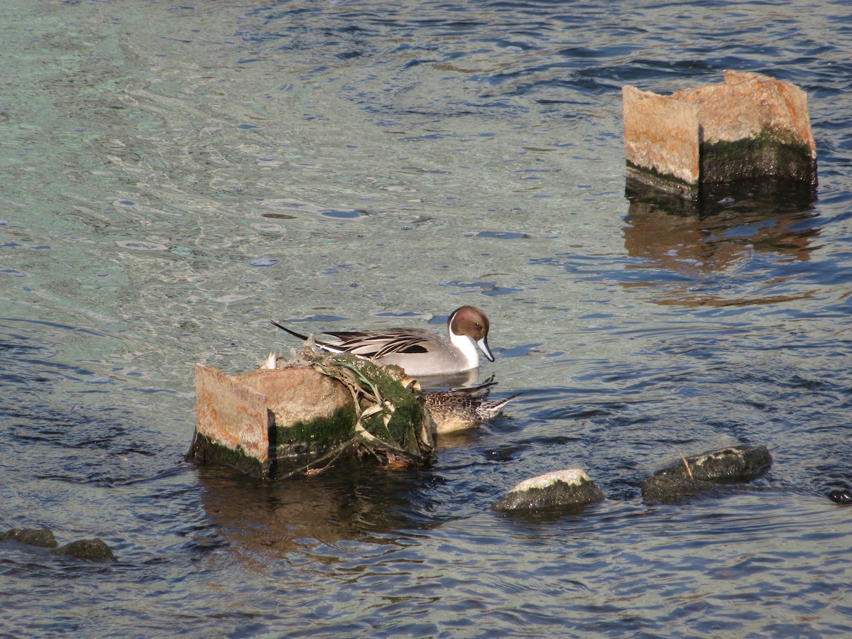 Codone - ML647039213