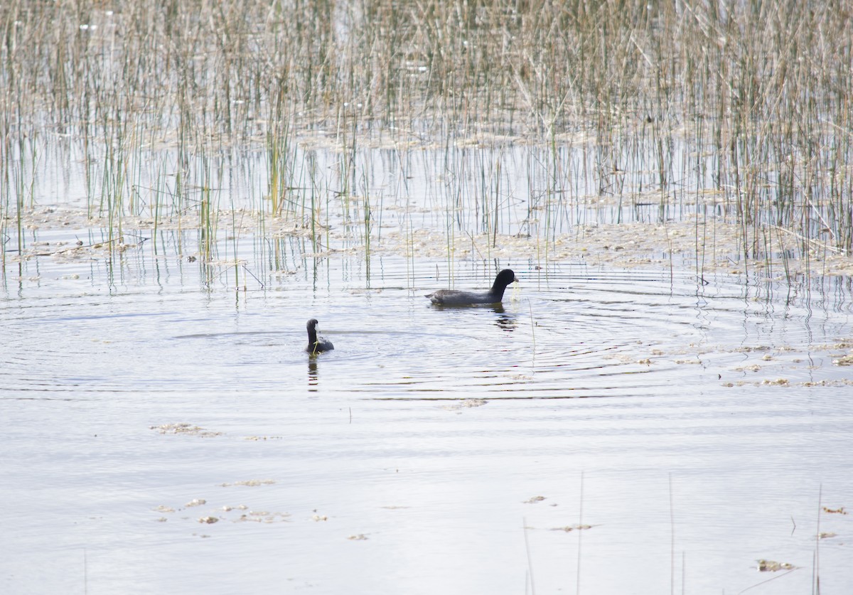American Coot - ML647039219
