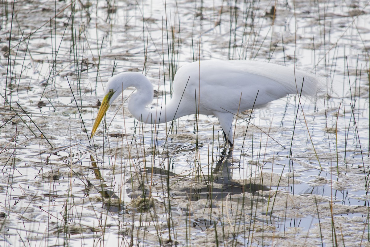Airone bianco maggiore - ML647039220