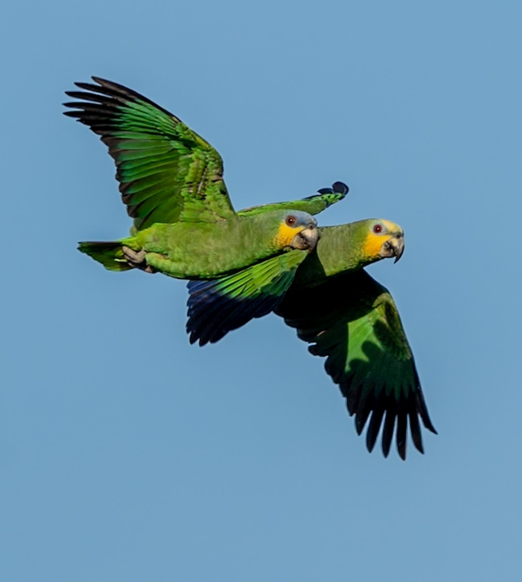 Orange-winged Amazon - ML647039221