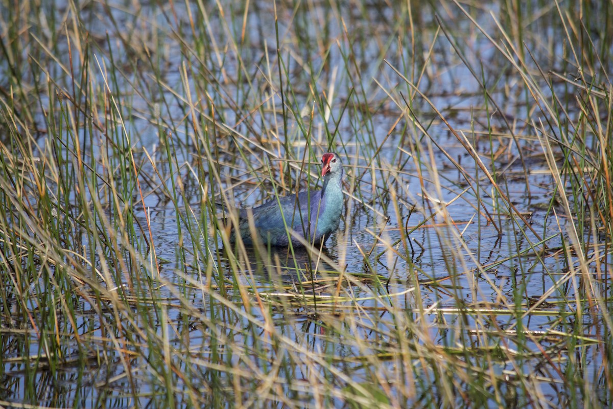 Uroilo urdin burugrisa - ML647039226