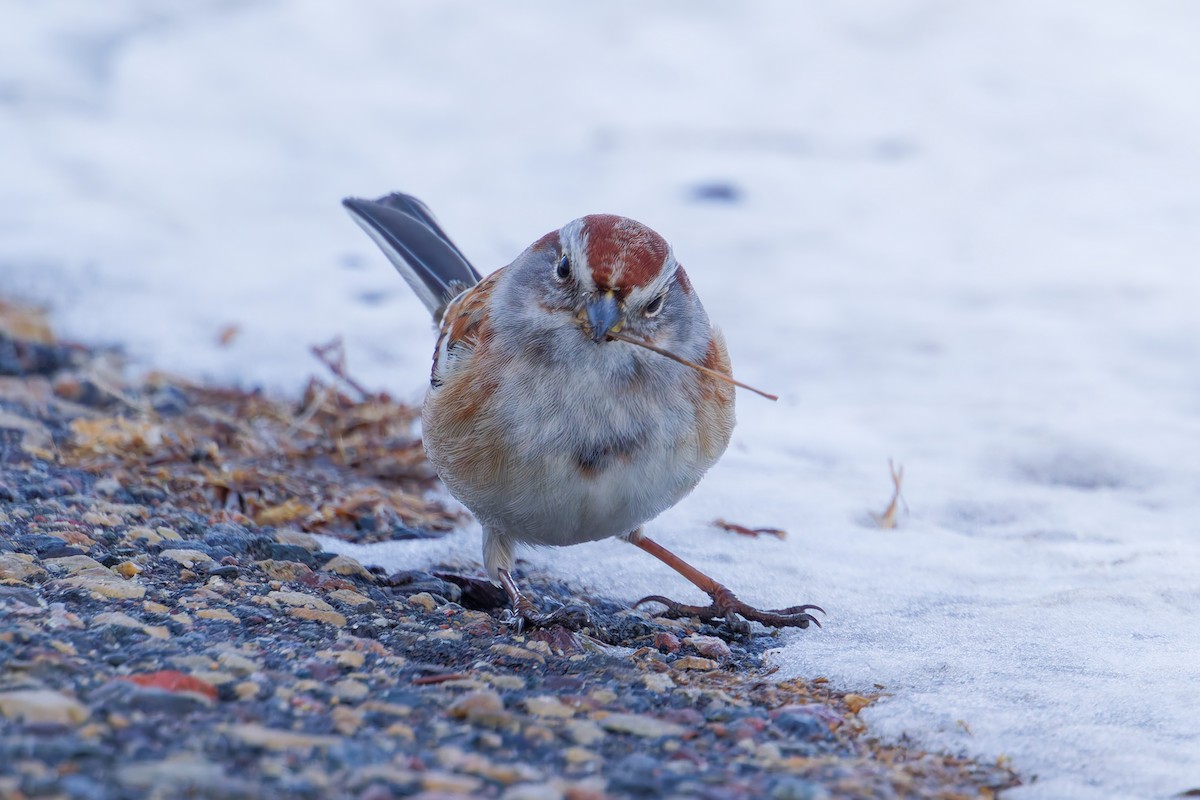 Hudson Körfezi Serçesi - ML647039229