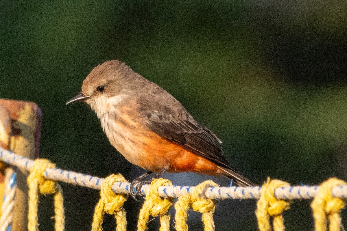 Vermilion Flycatcher - ML647039232