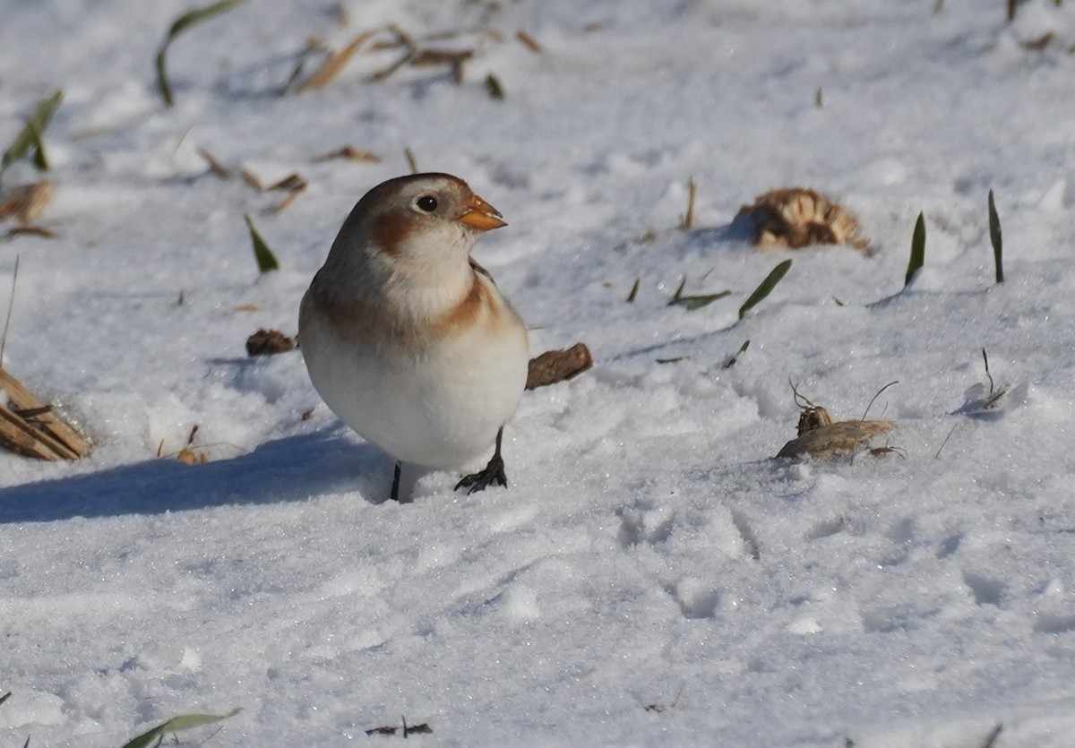 sněhule severní - ML647039241