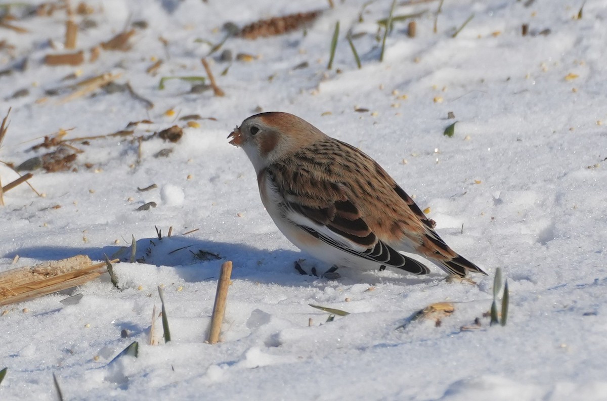 sněhule severní - ML647039243