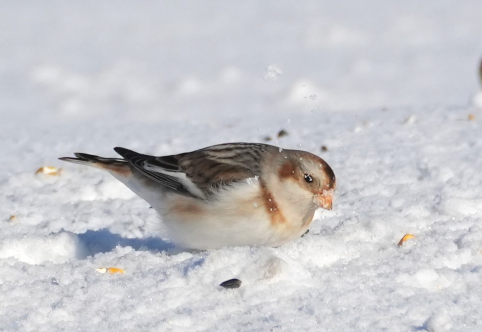 sněhule severní - ML647039245