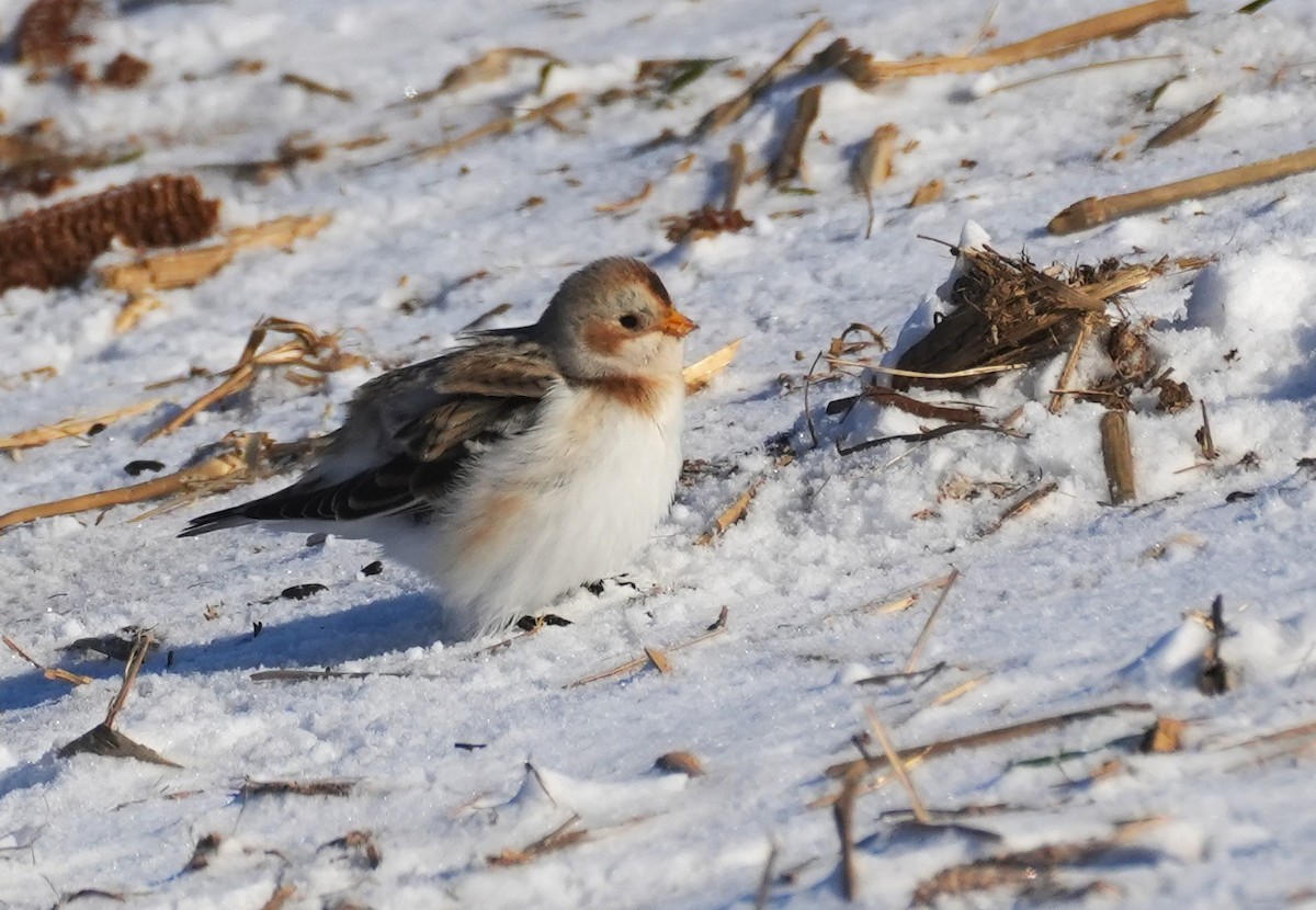 sněhule severní - ML647039246