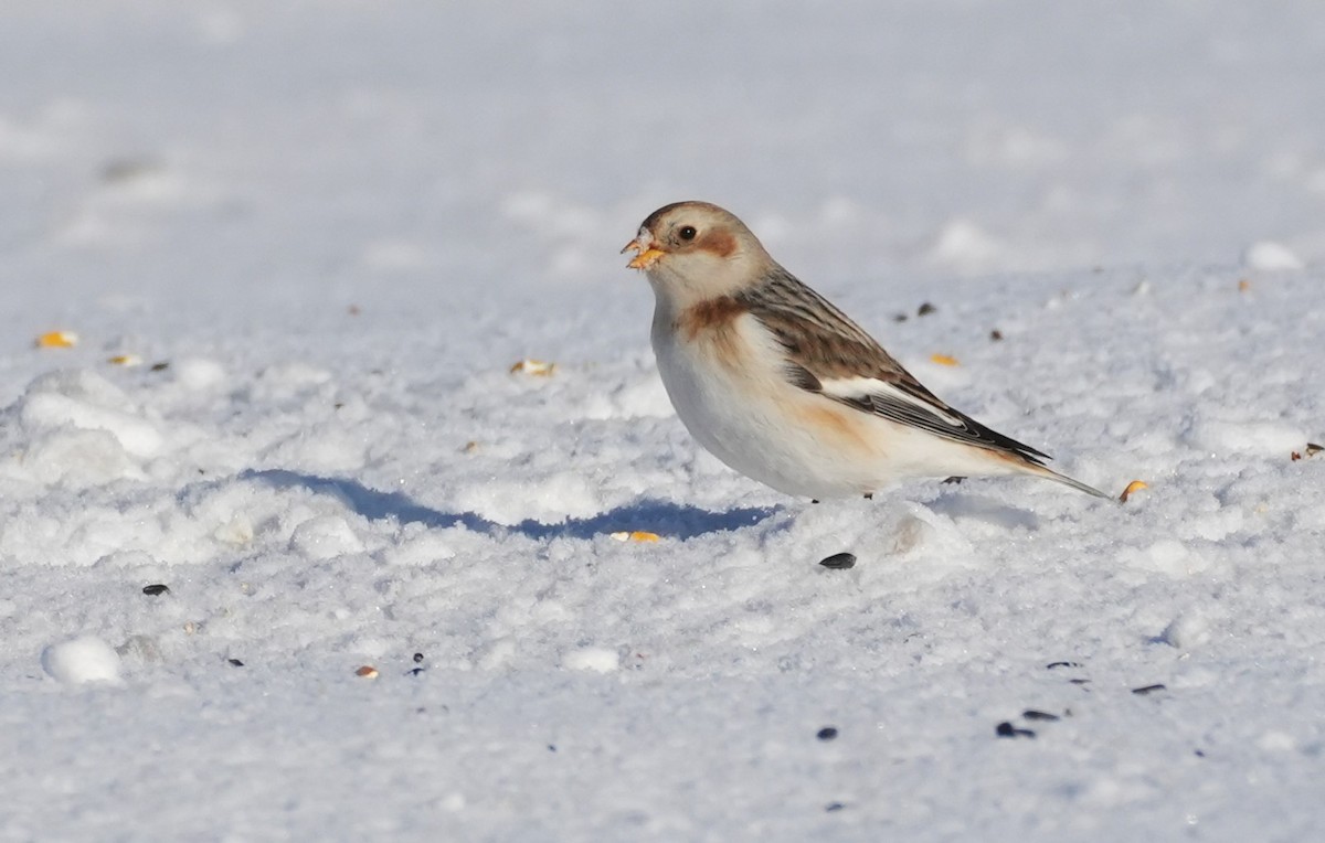 sněhule severní - ML647039247