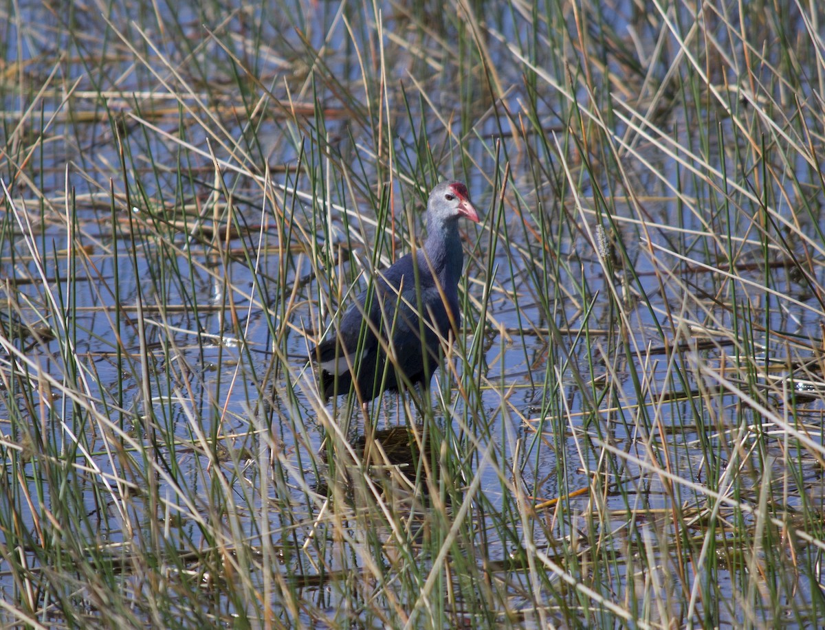 Uroilo urdin burugrisa - ML647039249